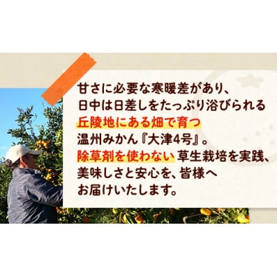 四季盛農園の本貯蔵 蔵出しみかん10Kg　【1月中旬頃から順次発送】【1581533】