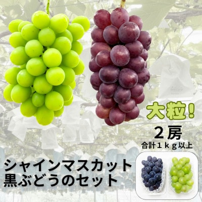 【先行受付】シャインマスカット1房+黒ぶどう1房　合計1Kg以上【配送不可地域：離島】【1688559】