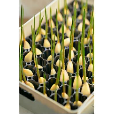 【9月中旬以降順次発送!】まるごと!スプラウトにんにく(80g×3パック)　栄養満点スーパーフード【配送不可地域：離島】【1735500】