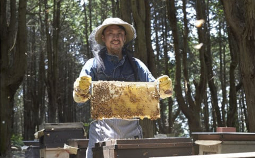 【1種】 いずみつアカシア 440g【1502153】