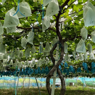 【先行受付】シャインマスカット1房+黒ぶどう1房　合計1.2Kg以上【配送不可地域：離島】【1702312】