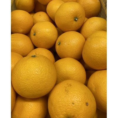 åæ³ã®ããã¿ã»å±±æã¿ãã(Mã2Lã®æ··åã»çŽ5kg)ã1695776ã