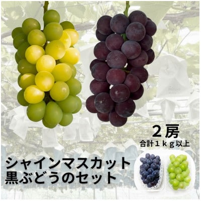 【先行受付】シャインマスカット1房+黒ぶどう1房　合計1Kg以上【配送不可地域：離島】【1688559】