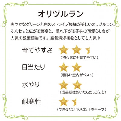 繧ェ繝ェ繝繝ォ繝ゥ繝ウ闍皮脂 隕ウ闡画、咲黄 蜿ッ諢帙>蜷翫j荳九£繧、繝ウ繝繝ェ繧「縲1696540縲