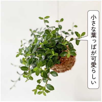 シャングリラ つる性ガジュマル 苔玉 幸福を呼ぶ 観葉植物　【1623430】