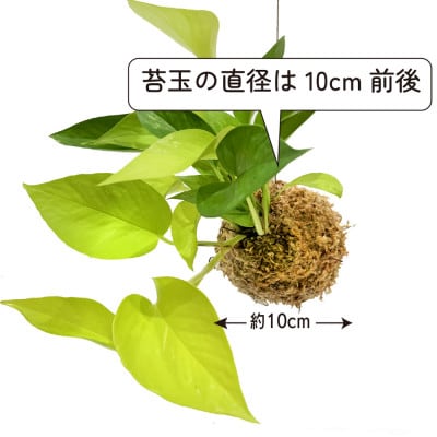 ポトスライムの苔玉 おしゃれなインテリア 300g【1601797】
