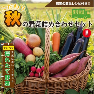 【こだわり秋の野菜詰め合わせセット】Mサイズ　栽培期間中農薬・化学肥料・除草剤不使用の旬野菜【配送不可地域：離島】【1679693】