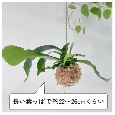 苔玉 コウモリラン/ビカクシダ おしゃれなグリーンインテリア 癒しの植物【1594914】