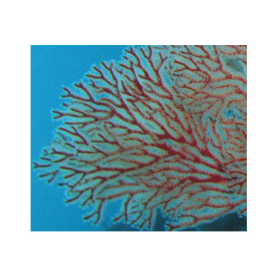 珊瑚のピアス(8ミリ玉)【配送不可地域：沖縄県】【1518257】