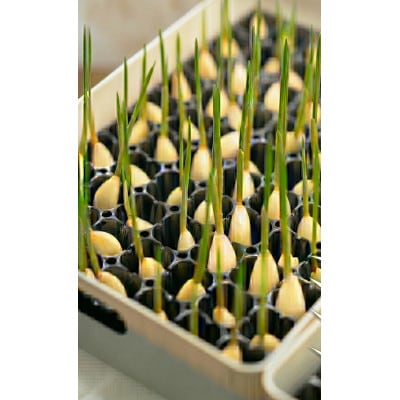 【9月中旬から4月中旬の発送】まるごと!スプラウトにんにく(80g×5パック)栄養満点スーパーフード【配送不可地域：離島】【1735505】