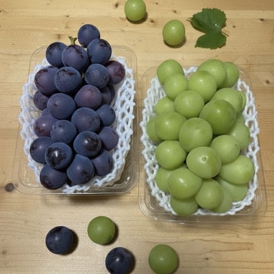 【先行受付】シャインマスカット1房+黒ぶどう1房　合計1.2Kg以上【配送不可地域：離島】【1702312】