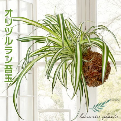 オリヅルラン苔玉  観葉植物 可愛い吊り下げインテリア【1696540】