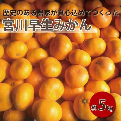 ã2027幎1æé 次çºé!ã100幎以äžç¶ãã¿ãã蟲家ãã€ãããã¿ãã(宮巿©ç)ãçŽ5kgãé
éäžå¯å°åïŒé¢å³¶ãã1738394ã