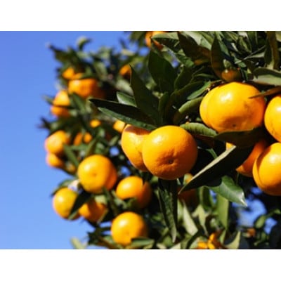 åæ³ã®ããã¿ã»å±±æã¿ãã(Mã2Lã®æ··åã»çŽ5kg)ã1695776ã