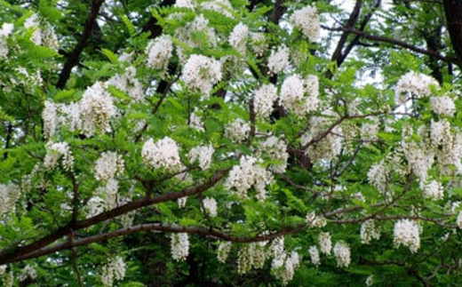 【1種】 いずみつアカシア 440g【1502153】