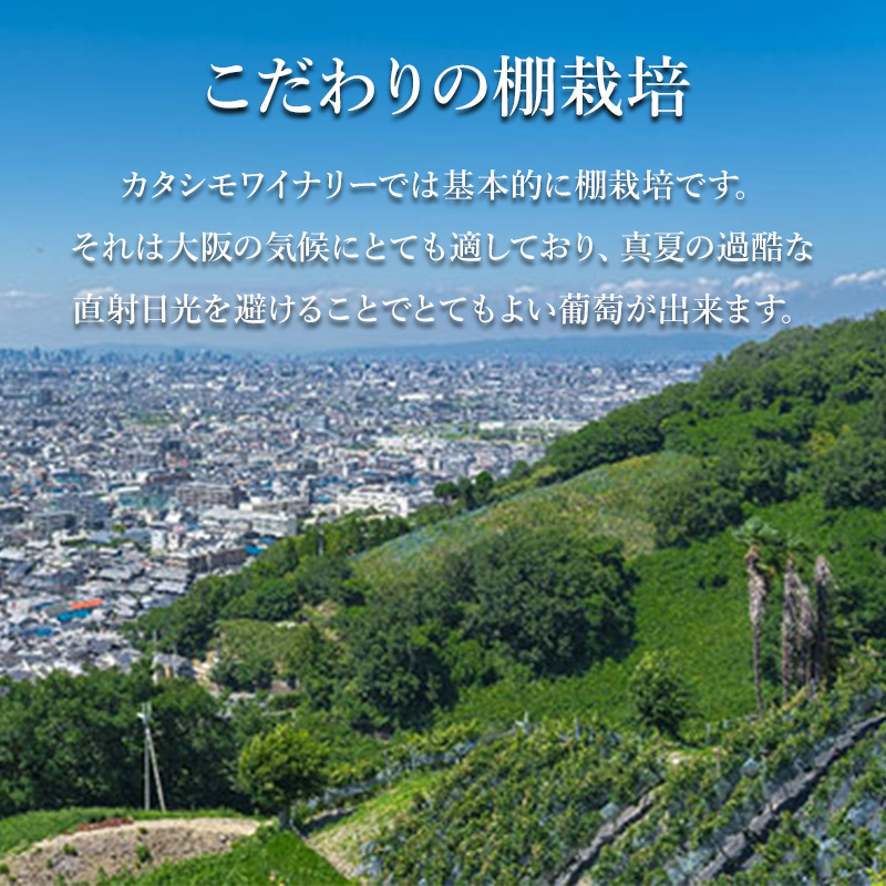 ワイン 柏原醸造ワイン 白 甘口 1本 酒 お酒 白ワイン 国産 アルコール