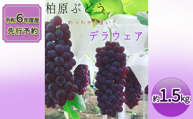 《令和6年度産先行予約》柏原市産デラウェア１箱(約1.5kg)[令和6年7月上旬～下旬発送] 乾のぶどうガーデン柏原ぶどう