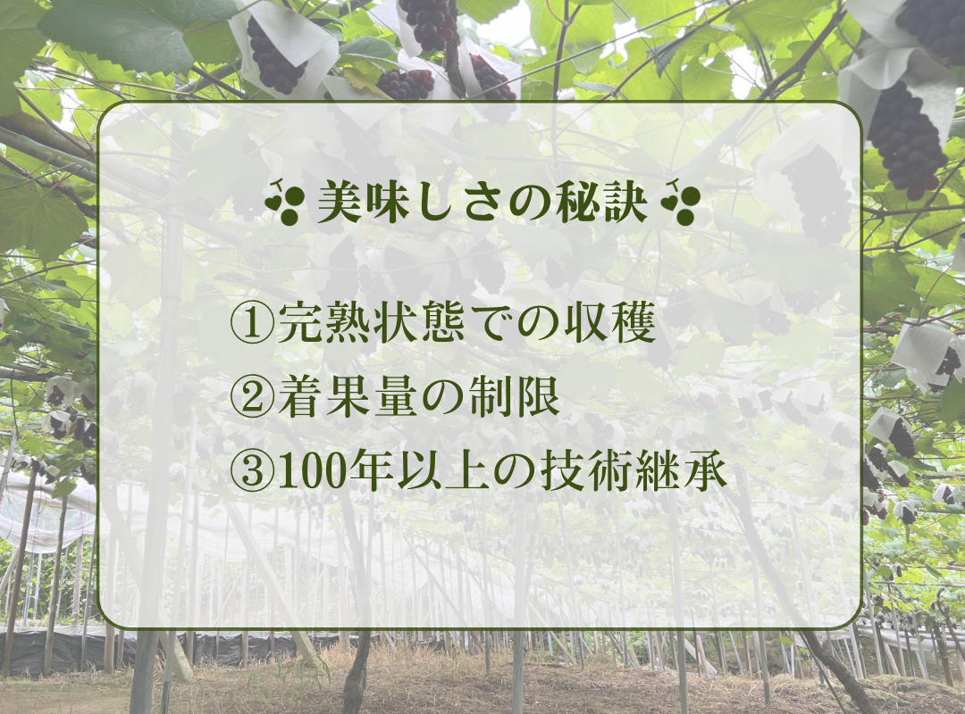 《令和7年度先行予約 6月中旬より7月下旬頃お届け》稲清農園の「こだわり」がぎゅっと詰まった完熟デラウェア1kg ぶどう 果物 人気 フルーツ 甘い 贈答 子供 おすすめ 産地直送 