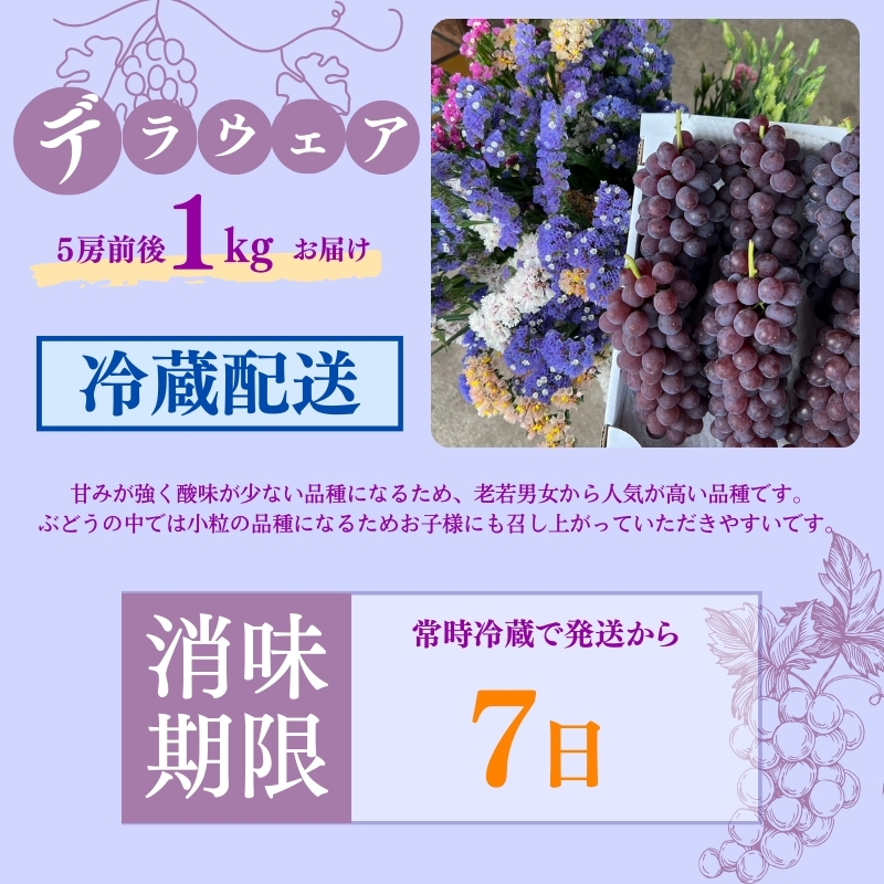 《令和7年度先行予約 6月中旬より7月下旬頃お届け》稲清農園の「こだわり」がぎゅっと詰まった完熟デラウェア1kg ぶどう 果物 人気 フルーツ 甘い 贈答 子供 おすすめ 産地直送 