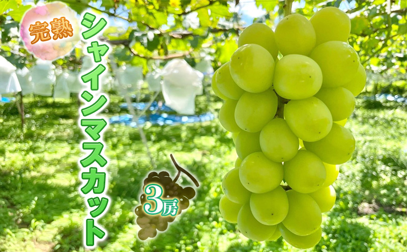 《令和6年度産先行予約》完熟シャインマスカット三房入り1.8kg　[令和6年7月中旬より9月中旬頃お届け]　大阪でも頑張っています！