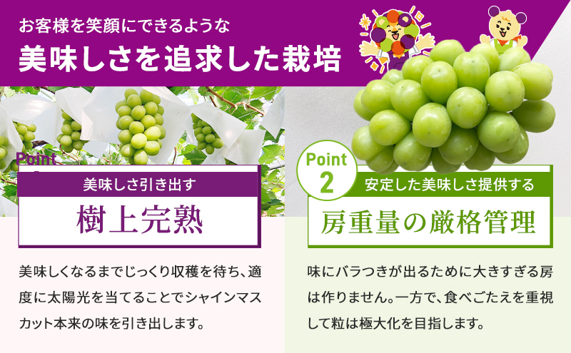 【2025年発送 先行予約】読売テレビ・毎日放送も取材に!数量限定シャインマスカット 1.3kg｜産地直送 大粒 完熟 期間限定 ぶどう フルーツ 果物 先行予約 種なし 旬 家庭用 プレゼント 柏原市