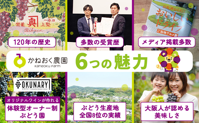 【2025年発送 先行予約】読売テレビ・毎日放送も取材に!数量限定シャインマスカット 1.3kg｜産地直送 大粒 完熟 期間限定 ぶどう フルーツ 果物 先行予約 種なし 旬 家庭用 プレゼント 柏原市