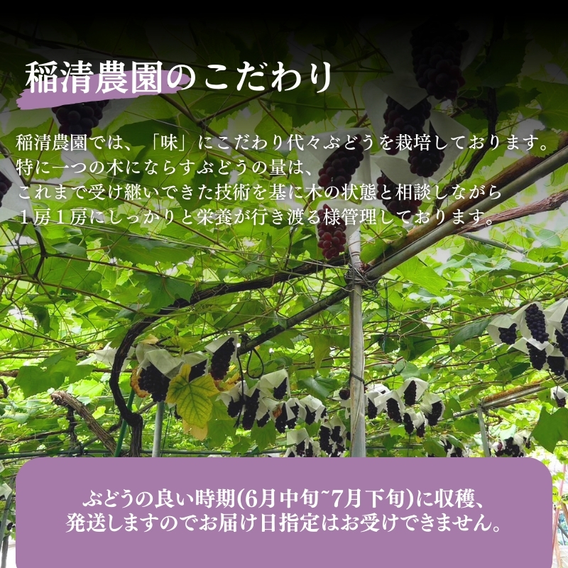 《令和7年度先行予約 6月中旬より7月下旬頃お届け》稲清農園の「こだわり」がぎゅっと詰まった完熟デラウェア1kg ぶどう 果物 人気 フルーツ 甘い 贈答 子供 おすすめ 産地直送 