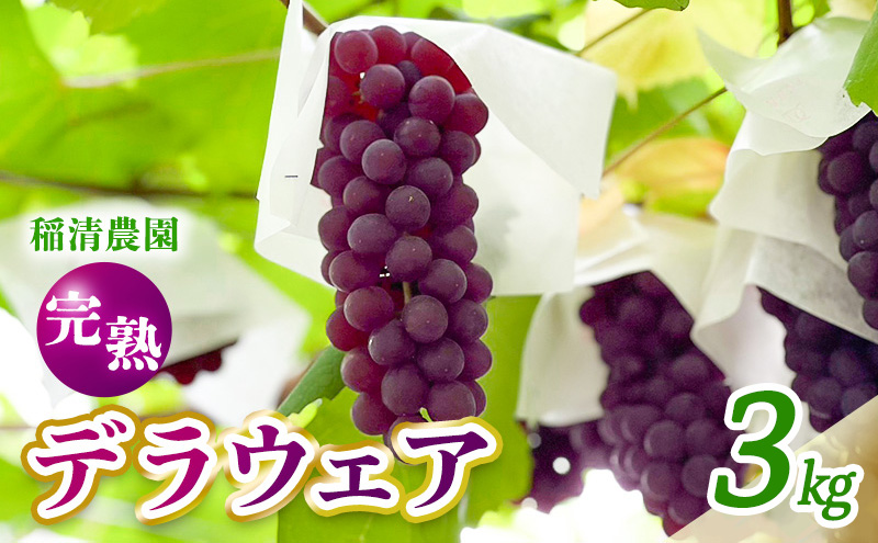 【2026年先行予約】数量限定 デラウェア3kg（15房前後）6月下旬～7月下旬発送特選 期間限定 ぶどう 葡萄 フルーツ 果物 くだもの 人気 贈答用 ギフト 先行予約 種なし旬 新鮮 家庭用 プレゼント 送料無料 贅沢 甘い