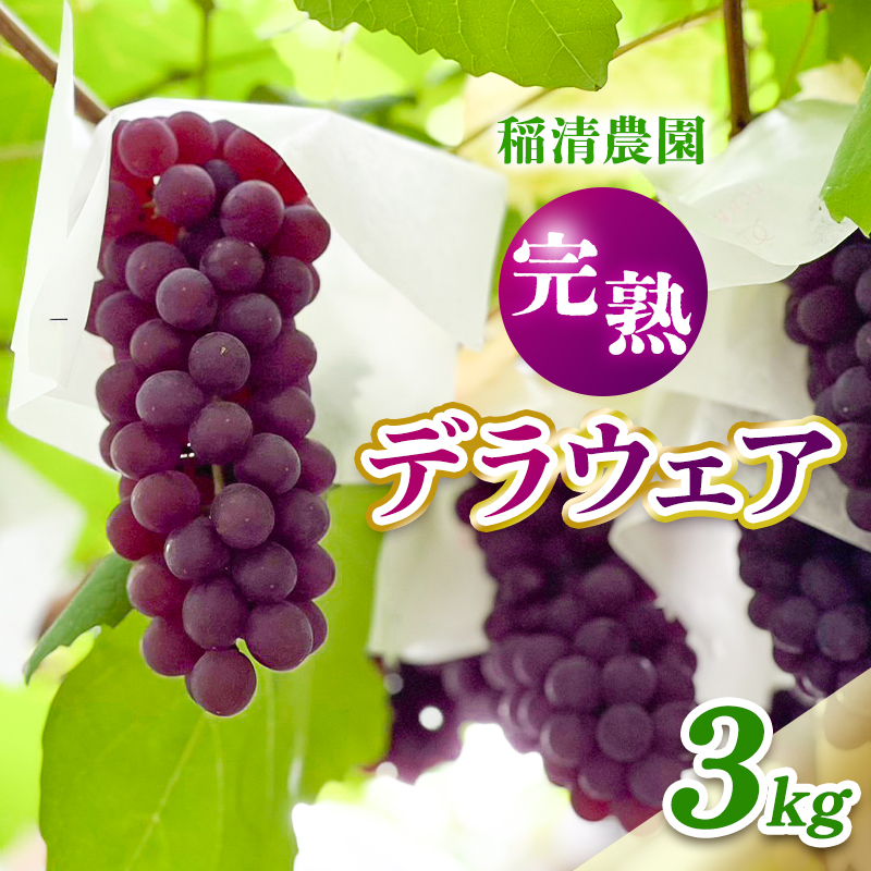 【2026年先行予約】数量限定 デラウェア3kg（15房前後）6月下旬～7月下旬発送特選 期間限定 ぶどう 葡萄 フルーツ 果物 くだもの 人気 贈答用 ギフト 先行予約 種なし旬 新鮮 家庭用 プレゼント 送料無料 贅沢 甘い