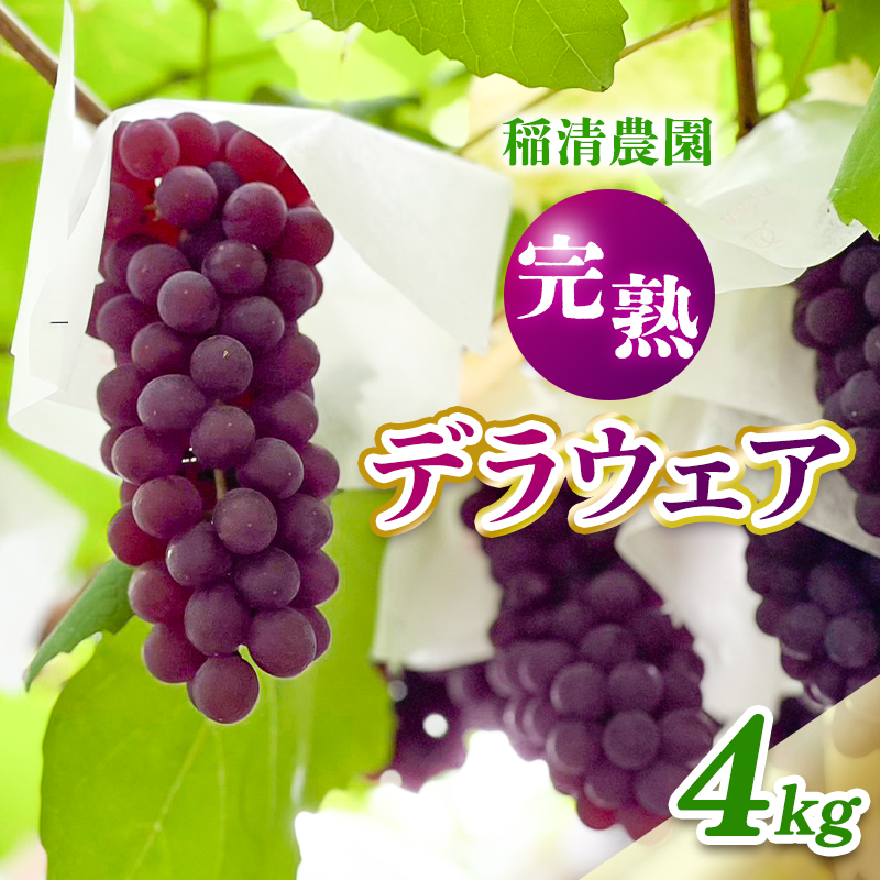 【2026年先行予約】数量限定 デラウェア4kg（20房前後）6月下旬～7月下旬発送｜特選 期間限定 ぶどう 葡萄 フルーツ 果物 くだもの 人気 贈答用 ギフト 先行予約 種なし 旬 新鮮 家庭用 プレゼント 送料無料 贅沢 甘い