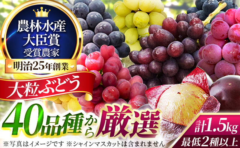 大粒品種詰め合わせ(シャインマスカット含まず)1.5サイズ