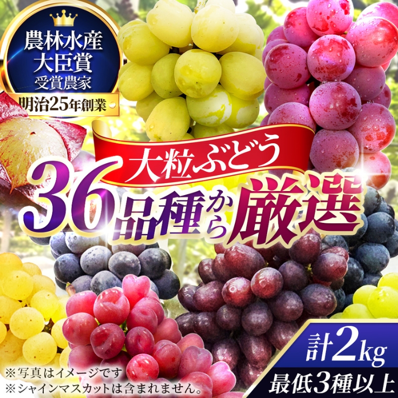 36品種からプロが厳選した「旬の宝石箱」大粒ぶどう詰合せ（シャインマスカット含まず）約2kg（2026年先行予約 8月上旬～8月中旬発送分）