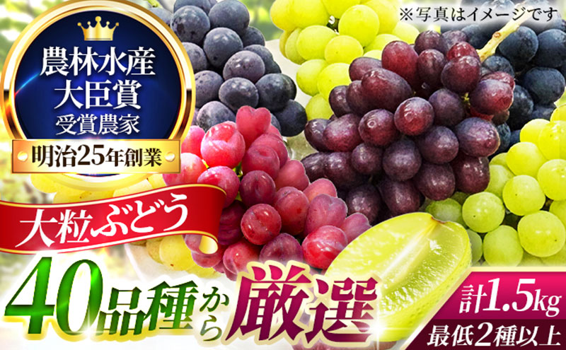 大粒品種詰め合わせ(シャインマスカット含む)1.5サイズ