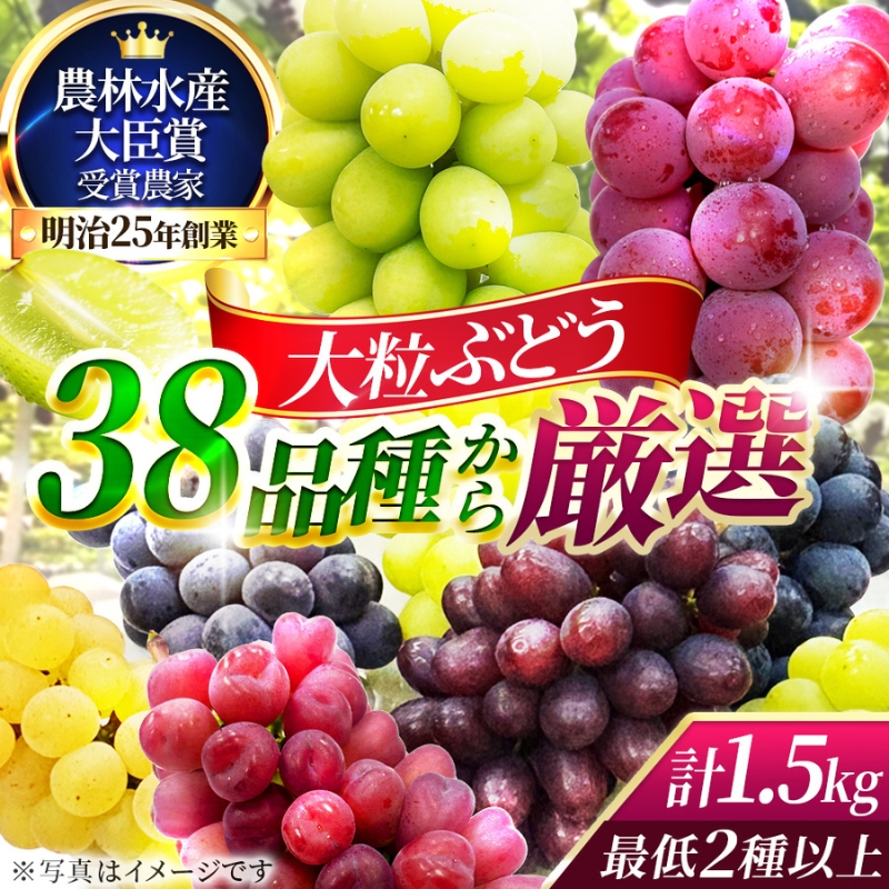 【38品種から厳選】大阪・柏原から届く「旬の宝石箱」大粒ぶどう詰め合わせ（シャインマスカット1房含む）約1.5kg（2026年先行予約 8月下旬～9月上旬発送分）