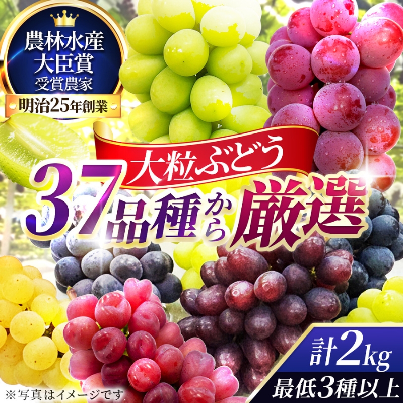 37品種からプロが厳選した「旬の宝石箱」大粒ぶどう詰合せ（シャインマスカット1房含む）約2kg（2026年先行予約 8月上旬～8月中旬発送分）