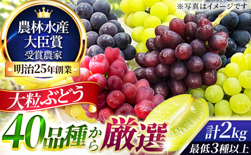 大粒品種詰め合わせ(シャインマスカット含む)2.0サイズ