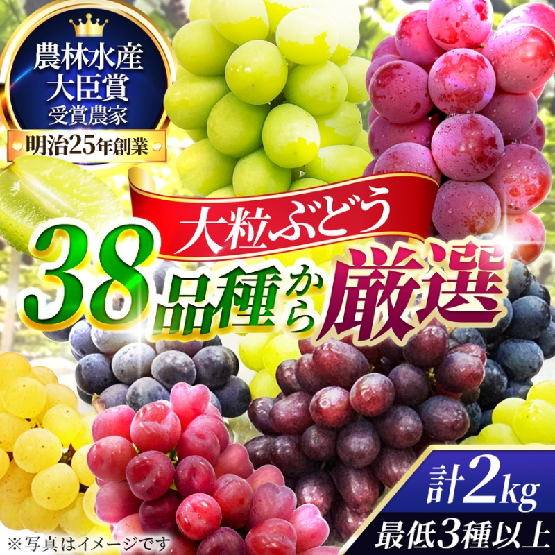 【38品種から厳選】大阪・柏原から届く「旬の宝石箱」大粒ぶどう詰め合わせ（シャインマスカット1房含む）約2kg（2026年先行予約 8月下旬～9月上旬発送分）