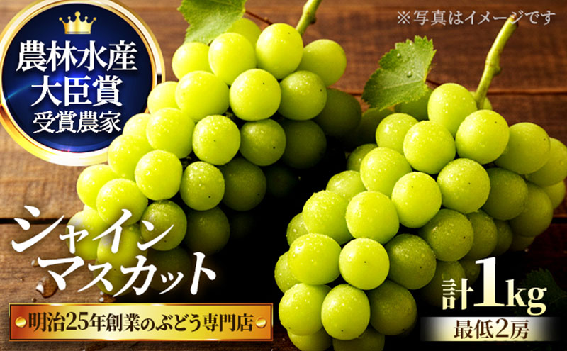 直売所限定販売の数量限定シャインマスカット 1.0サイズ　7月下旬～8月上旬発送