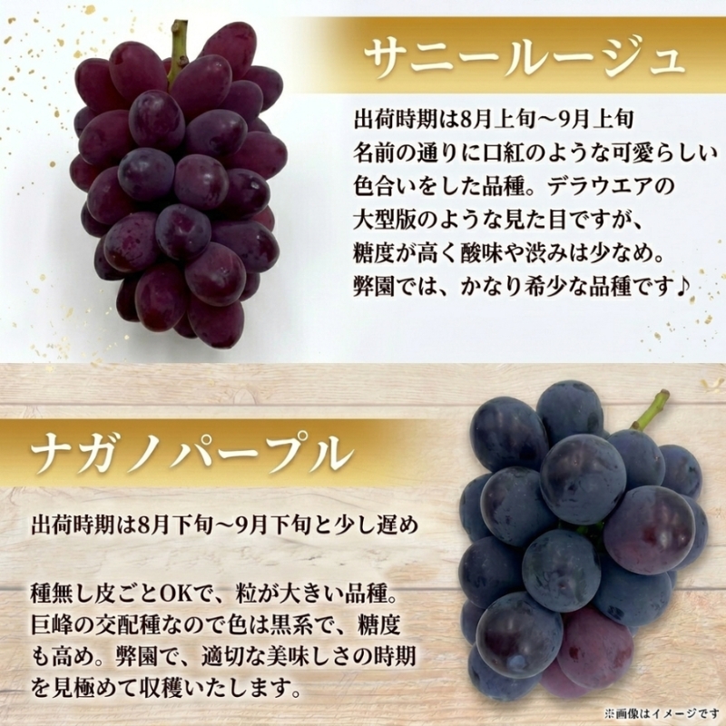 【2026年先行予約】27種の大粒品種から届く「秋の大粒ぶどう宝石箱」（シャインマスカット含まず）約1.5kg（9月中旬～下旬発送分）|ぶどう 詰合せ 希少 セット 大粒  残暑見舞い 敬老の日 葡萄 ブドウ 果物 フルーツ くだもの 大阪 贈答 プレゼント