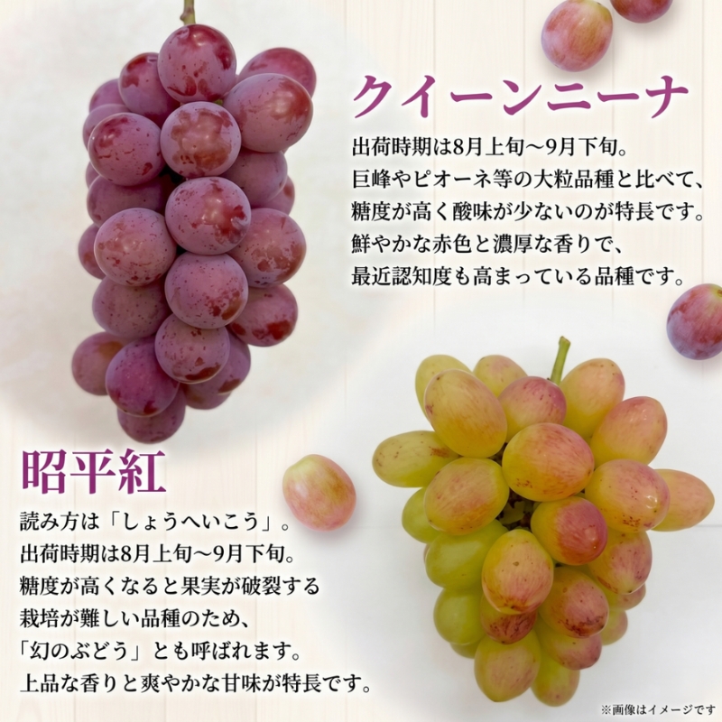 【2026年先行予約】27種の大粒品種から届く「秋の大粒ぶどう宝石箱」（シャインマスカット含まず）約2kg（9月中旬～下旬発送分）|ぶどう 詰合せ 希少 セット 大粒  残暑見舞い 敬老の日 葡萄 ブドウ 果物 フルーツ くだもの 大阪 贈答 プレゼント