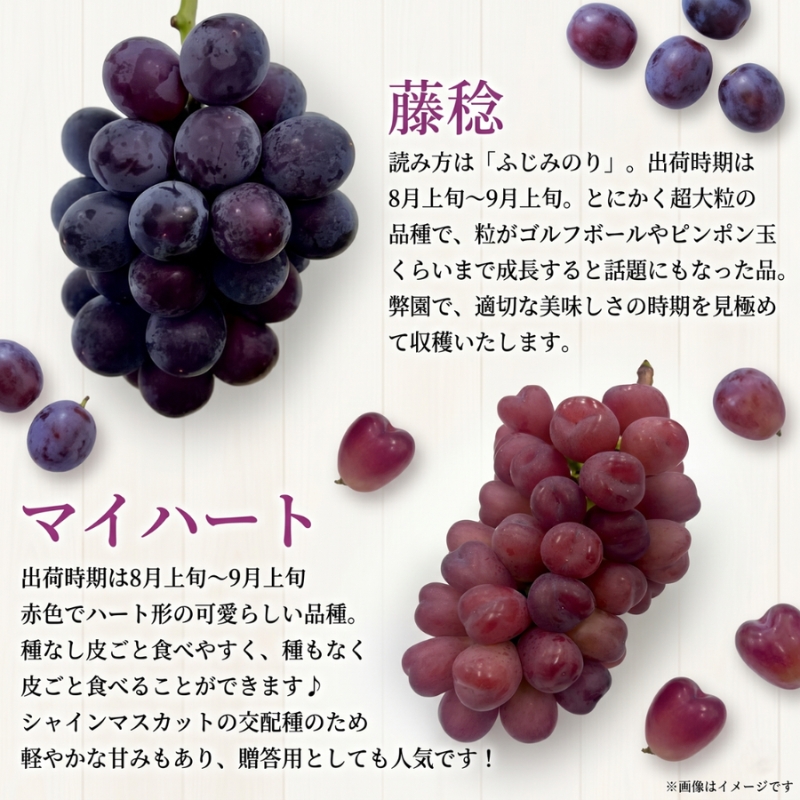 【2026年先行予約】27種の大粒品種から届く「秋の大粒ぶどう宝石箱」（シャインマスカット含まず）約2kg（9月中旬～下旬発送分）|ぶどう 詰合せ 希少 セット 大粒  残暑見舞い 敬老の日 葡萄 ブドウ 果物 フルーツ くだもの 大阪 贈答 プレゼント