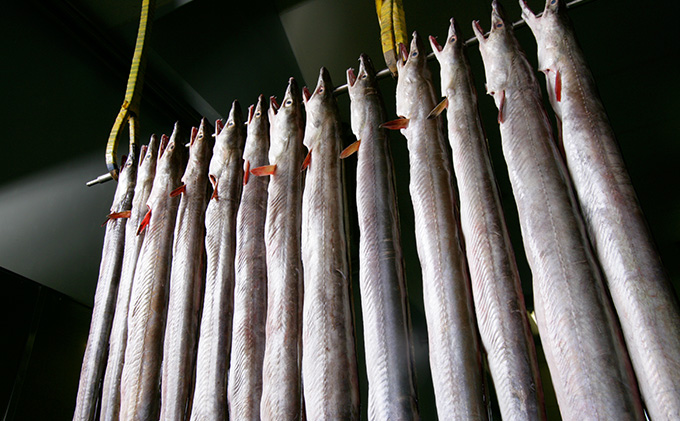 かまぼこ 8種 セット 魚 練り天 詰め合わせ さつま揚げ 焼通し ちくわ きくらげ天 たらこ巻 しょうが天 はも笹がき天 ねぎ焼いか焼 蒲鉾 練り物 練り製品 魚肉 魚介 魚介類  大阪 柏原市