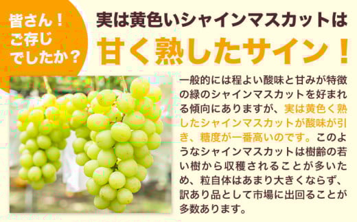 【2026年出荷】訳あり シャインマスカット 約1kg 《2026年8月上旬-8月下旬頃出荷》訳あり シャインマスカット マスカット ぶどう フルーツ 果物 大阪府 羽曳野市 シャイン 食べやすい