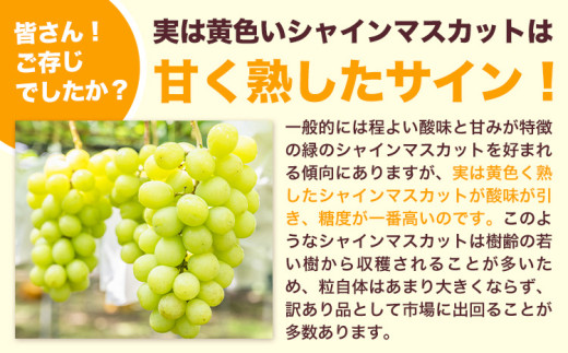 【先行予約】訳あり シャインマスカット 約650g 《2026年8月上旬-8月下旬頃出荷》訳あり シャインマスカット マスカット ぶどう フルーツ 果物 大阪府 羽曳野市 シャイン 食べやすい