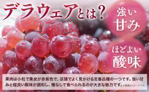 デラウェア【2026年先行予約】【一大産地からのお届け】デラウェア 約1.2kg《2026年7月上旬-8月中旬頃出荷》デラウェア ぶどう 葡萄 ブドウ 一大産地 大阪府 羽曳野市 種無しぶどう 産地直送 送料無料