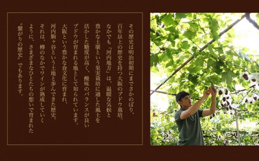 蠕ウ荳 繝。繝ォ繝ュ繝サ繧キ繝」繝ォ繝峨ロ繧サ繝繝暗1 繧ョ繝輔ヨ邂ア莉倥″ 蜷750ml テ 1譛ャ 險2譛ャ 譬ェ蠑丈シ夂、セ豐ウ蜀繝ッ繧、繝ウ縲30譌・莉・蜀縺ォ蜃コ闕キ莠亥ョ(蝨滓律逾晞勁縺)縲九い繝ォ繧ウ繝シ繝ォ 繝ッ繧、繝ウ 驟 螟ァ髦ェ蠎 鄒ス譖ウ驥主ク