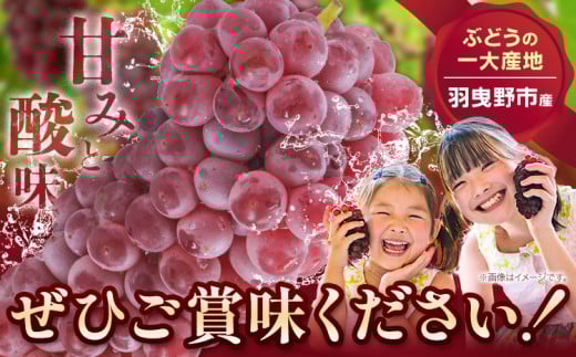 デラウェア【2026年先行予約】【一大産地からのお届け】デラウェア 約1.2kg《2026年7月上旬-8月中旬頃出荷》デラウェア ぶどう 葡萄 ブドウ 一大産地 大阪府 羽曳野市 種無しぶどう 産地直送 送料無料