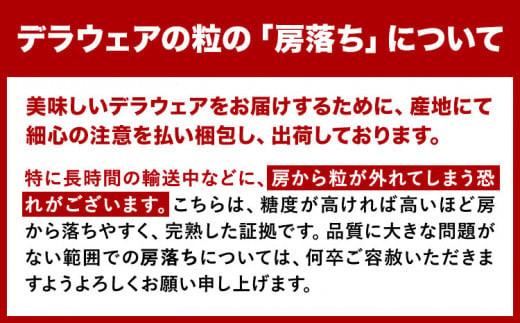 【先行予約】デラウェア【大好評につき受付延長！】ぶどう 約1kg(4パック) 有限会社なかむら農園《2026年6月上旬-7月下旬頃出荷》大阪府 羽曳野市 ぶどう ブドウ 葡萄 送料無料