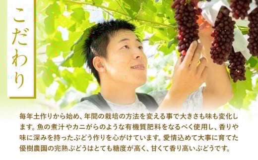 èŽ
æ²¢ãªæ¿ãæŸã ãã©ãŠã§ã¢ãžã¥ãŒã¹ 720ml à 2æ¬ åªæš¹èŸ²åã90æ¥ä»¥å
ã«åºè·äºå®(忥ç¥é€ã)ã倧éªåº 矜æ³éåž ãã©ãŠã§ã¢ ãžã¥ãŒã¹ è¡è 飲æ