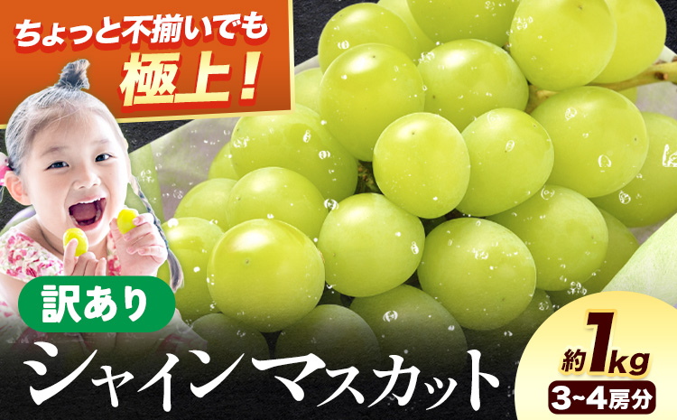 【2026年出荷】訳あり シャインマスカット 約1kg 《2026年8月上旬-8月下旬頃出荷》訳あり シャインマスカット マスカット ぶどう フルーツ 果物 大阪府 羽曳野市 シャイン 食べやすい